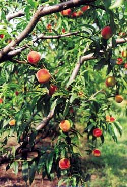 Τα ροδάκινα Βελβεντού