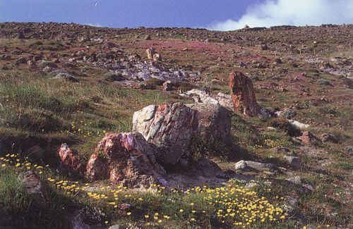 Το Απολιθωμένο Δάσος στο Σίγρι της Λέσβου