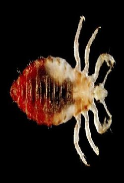 Λιγότερη φαγούρα υπόσχεται το γονιδίωμα της ψείρας