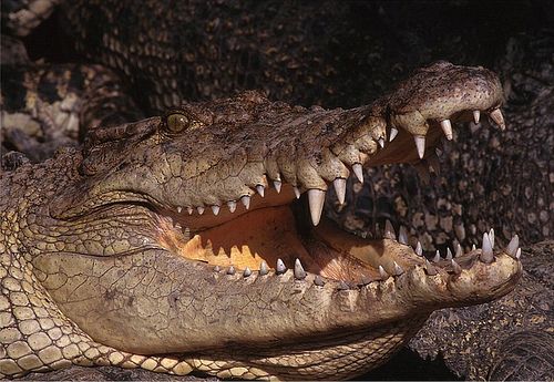 Ποταμίσιοι κροκόδειλοι σερφάρουν για να κατακτήσουν τον Ειρηνικό