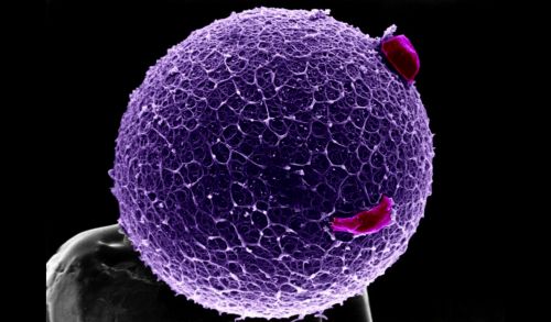 Εξέταση αίματος «προβλέπει την εμμηνόπαυση δεκαετίες νωρίτερα»