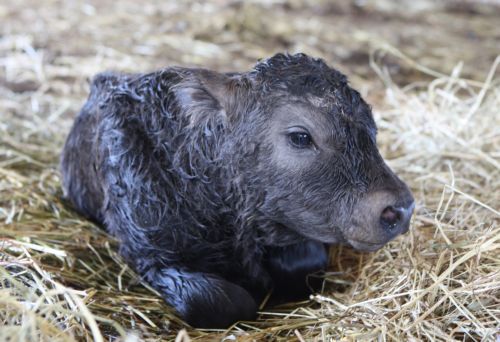 Σπάνιο βοοειδές κλωνοποιήθηκε στη Νότιο Κορέα
