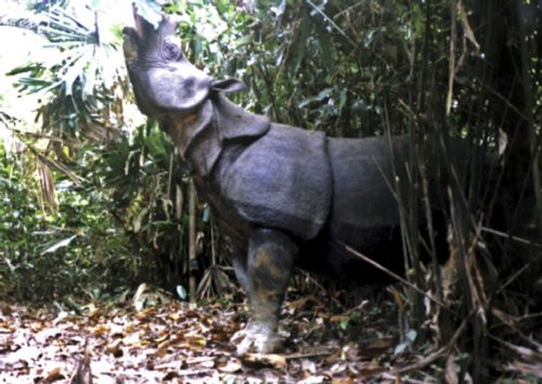 Τελευταία ευκαιρία για τον ρινόκερο της Ιάβας