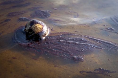 «Θα βοηθήσουμε τη BP στο έργο της απάντλησης» λέει ο Ντ.Κάμερον