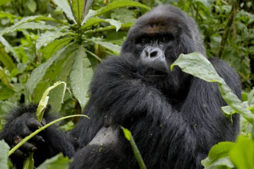 Η κρίση της βιοποικιλότητας στο επίκεντρο της Ημέρας Περιβάλλοντος