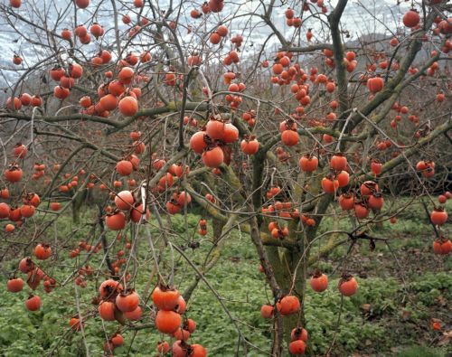 Δύο εκθέσεις στη Θεσσαλονίκη στο πλαίσιο της Photobiennale