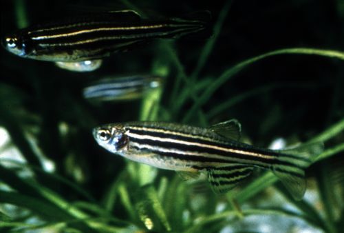 Διπλή μετάλλαξη ίσως επέτρεψε στα ψάρια να πατήσουν στη στεριά