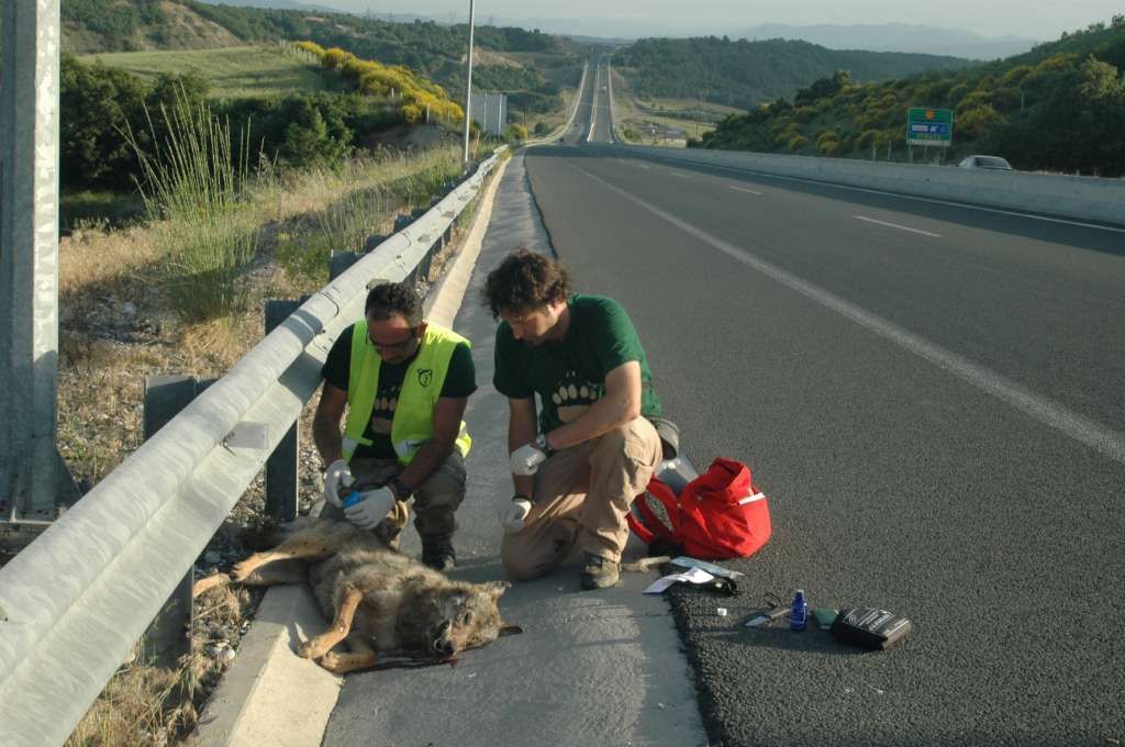 Θηλυκό λυκάκι σκοτώθηκε σε τροχαίο στην Εγνατία Οδό