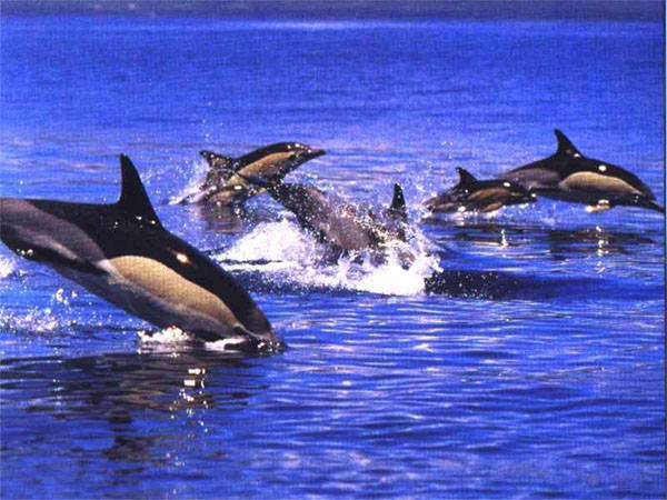 Έντονη διαμαρτυρία για την αιχμαλωσία δελφινιών στο Αττικό Πάρκο