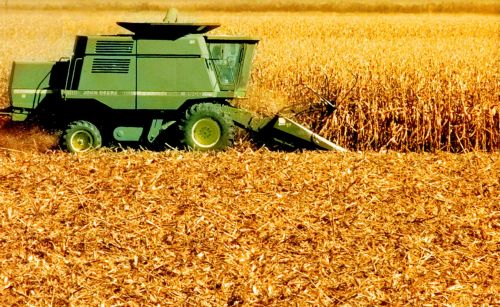 «Μεταλλαγμένο» καλαμπόκι σπάρθηκε κατά λάθος στη Γερμανία