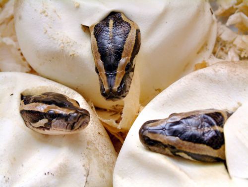 Στο δρόμο της εξαφάνισης σέρνονται τα φίδια όλου του κόσμου