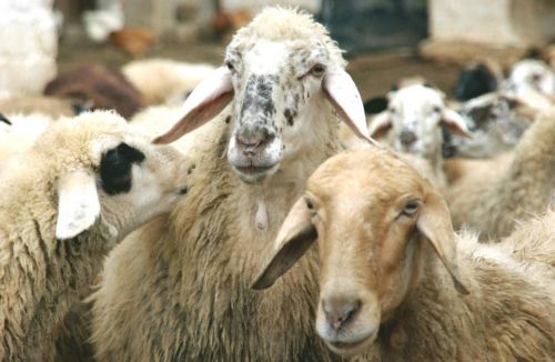 Τα κοπάδια πρέπει να έχουν… φώτα πορείας τη νύχτα