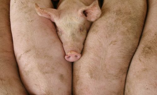 Νέες μορφές της γρίπης των χοίρων «εκτρέφονται» σε χοιροτροφεία