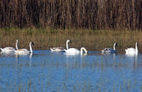 Εγκαινιάστηκε το μουσείο Περιβάλλοντος της Στυμφαλίας