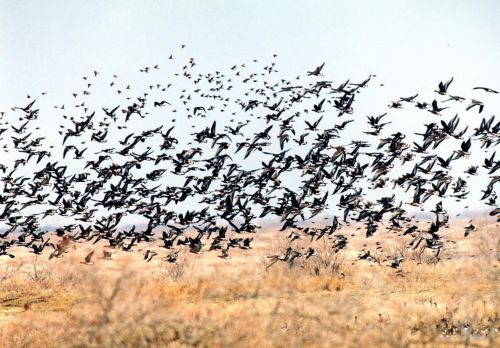 Στο Υπουργικό Συμβούλιο το νομοσχέδιο για τη βιοποικιλότητα