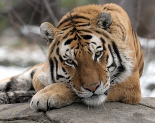 Οι τίγρεις 30 φορές λιγότερες από ό,τι πριν από έναν αιώνα