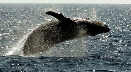 Κρίσιμες διαπραγματεύσεις για επανέναρξη της φαλαινοθηρίας