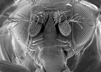 Γενετική παρέμβαση κάνει τις μύγες να μυρίζουν το φως
