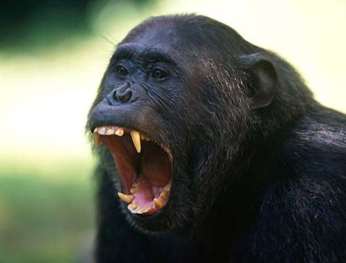 Πόλεμοι μεταξύ χιμπατζήδων μαίνονται στην Αφρική