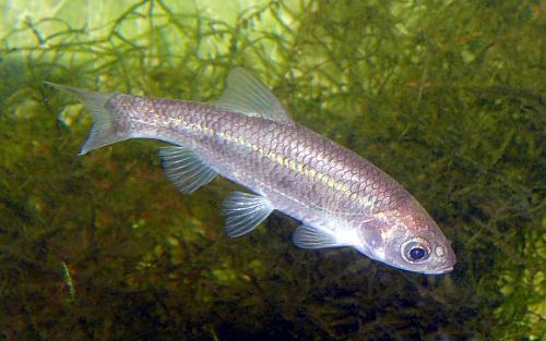 Ο Κηφισός δεν είναι νεκρός, επιβεβαιώνει κέφαλος 31 εκατοστών