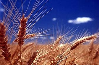 Εντοπίστηκαν τρία συστατικά της γλουτένης που προκαλούν την κοιλιοκάκη