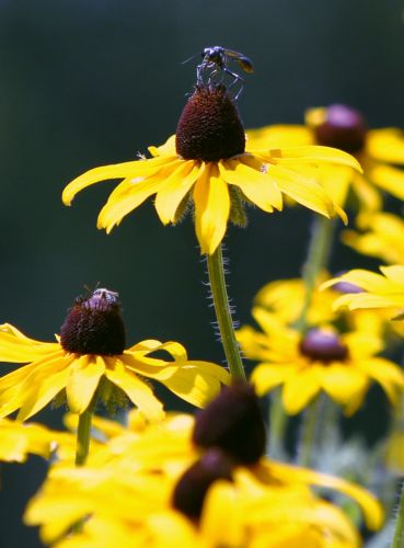 Συνελήφθη στη Νέα Υόρκη ο ληστής με τα… λουλούδια