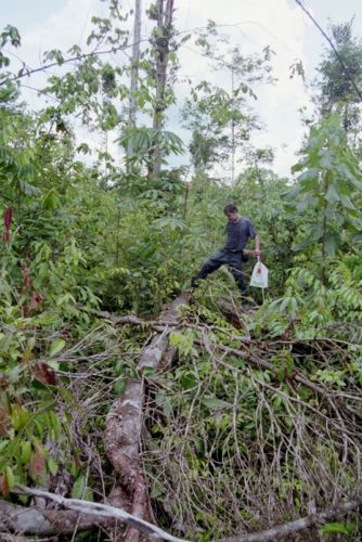 Τερατώδης θύελλα ισοπέδωσε μισό δισεκατομμύριο δέντρα στον Αμαζόνιο