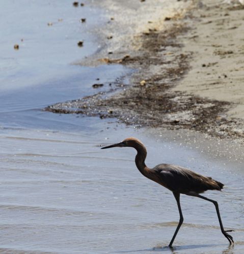 Ταχύτερα από ό,τι υπολογίστηκε καθαρίζεται το πετρέλαιο από τη θάλασσα στον Κόλπο του Μεξικού