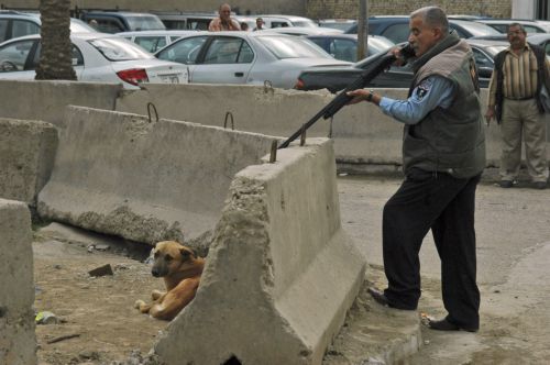 Δεκάδες χιλιάδες αδέσποτους σκύλους σκοτώνει η κυβέρνηση του Ιράκ