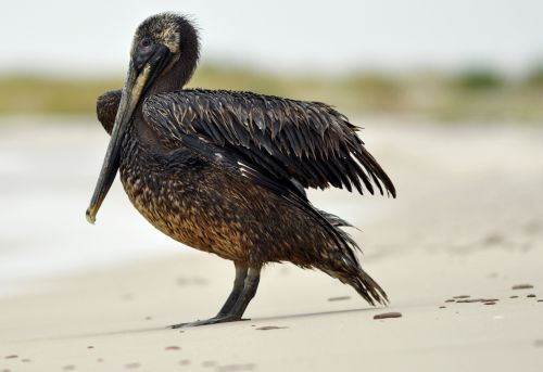 Νέες προσπάθειες και μέσα κατά της πετρελαιοκηλίδας στον Κόλπο του Μεξικού