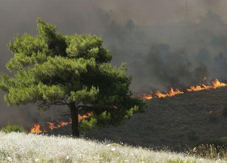 Άμεσα αναδασωτέες οι εκτάσεις που κάηκαν στην ΒΑ Αττική, δηλώνει το υπ. Περιβάλλοντος
