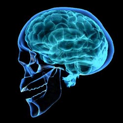 Με το Διαδίκτυο μοιάζει ο ανθρώπινος εγκέφαλος