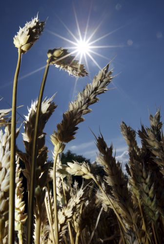 Καλά νέα για τη γεωργία φέρνει το γονιδίωμα του σιταριού