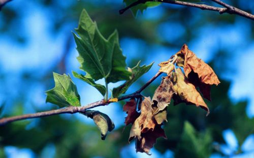 Μέτρα κατά του μύκητα που σκοτώνει πλατάνια ζητά από την ΕΕ ο Κρίτων Αρσένης