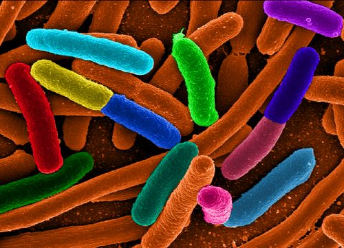 Νέα κατηγορία πολυανθεκτικών βακτηρίων έφτασε στην Ευρώπη από την Ασία