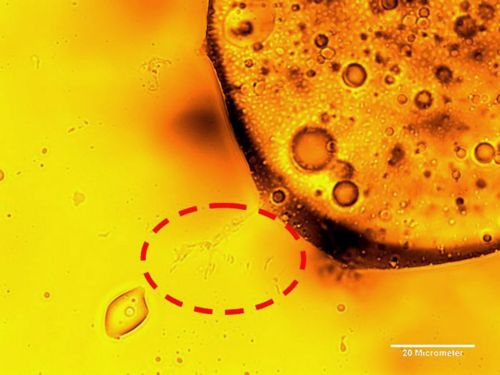 Αγνωστο είδος μικροβίου βρέθηκε να τρώει την πετρελαιοκηλίδα της BP