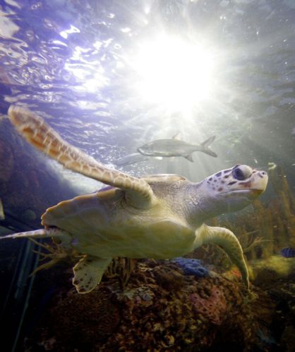 Κάτω από την καθαρή επιφάνεια, ο κίνδυνος παραμονεύει στον Κόλπο του Μεξικού