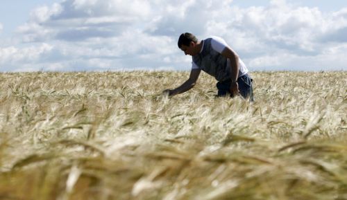 Για «επιβεβλημένη» αύξηση στην τιμή των αλεύρων προειδοποιούν οι αλευροβιομήχανοι