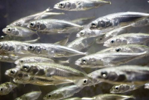 Κλιματική αλλαγή στο εργαστήριο «επιταχύνει» την Εξέλιξη