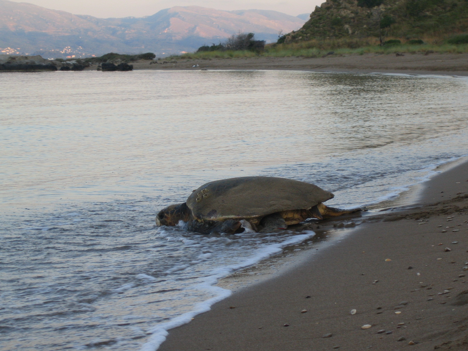Το Υπουργείο Περιβάλλοντος ζητά μέτρα για την προστασία της θαλάσσιας χελώνας καρέττα-καρέττα στην Σκαλέτα Ρεθύμνου