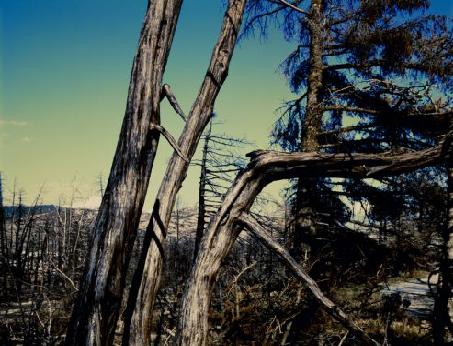 H Πάρνηθα μετά την καταστροφή του 2007 από τον φακό του Έκτορα Δημησιάνου