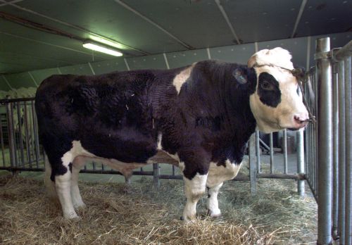 Έρευνα στη Βρετανία για την κατανάλωση κρέατος από γόνους κλωνοποιημένων αγελάδων