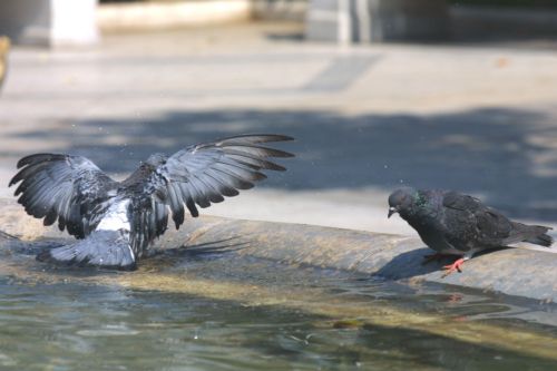 Άγνωστος δηλητηρίασε εκατοντάδες περιστέρια στην πλατεία Κοτζιά