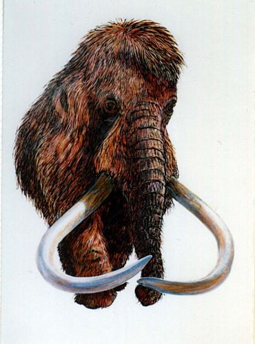 Καταρρίπτεται η θεωρία της πρόσκρουσης για την εξαφάνιση των μαμούθ