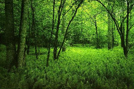 Αναπάντεχη μείωση στην απορρόφηση διοξειδίου του άνθρακα από τη βλάστηση