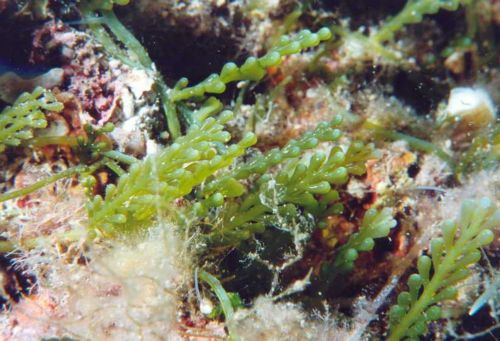 Αυξανόμενη η απειλή για την χλωρίδα και την πανίδα της Μεσογείου