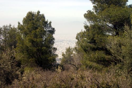 Απέρριψε το ΣτΕ αίτημα της Εκκλησίας για αποχαρακτηρισμό αναδασωτέας έκτασης στο Δήμο Περάματος