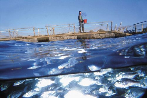 Κανόνες για τη βιολογική υδατοκαλλιέργεια θεσπίζει η κυβέρνηση