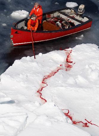 Ευρωπαϊκή απαγόρευση στα προϊόντα φώκιας εξοργίζει τον Καναδά