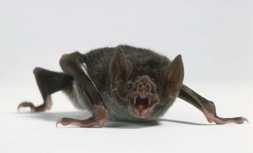 Λυσσασμένες νυχτερίδες-βαμπίροι τρομοκρατούν το Περού